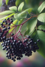 Load image into Gallery viewer, Syrups + Pastilles Workshop