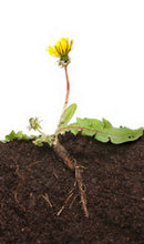 Load image into Gallery viewer, Community Supported Herbalism Monthly Baskets
